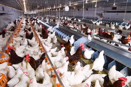 Modelo moderno de cría de pollos en circuito cerrado. (Foto: VNA)