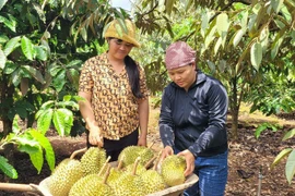 Cosecha de durian cultivado según los estándares VietGAP en la comuna de Ia Mo Nong (Chu Pah, Gia Lai). (Foto: VNA)