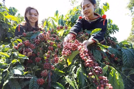 El café es uno de los productos de exportación clave con alto crecimiento. (Foto : VNA)