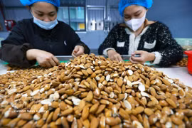 Clasificación y procesamiento de almendras para exportación en la fábrica de la empresa Gold Tree Food Vietnam (100% de propiedad china), ubicada en el Parque Industrial Tu Ha, ciudad de Hue. (Foto: VNA)