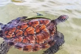 Liberan a tortuga marina rara de la especie Chelonia mydas. (Fuente: https://baolamdong.vn/)