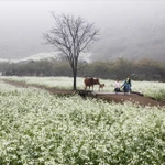 Moc Chau - Pradera primaveral entre nubes del noroeste de Vietnam 