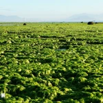 Explorando los verdes campos de algas marinas de Khanh Hoa