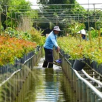 Cultivo de flores en espalderas: Tradición de la aldea Sa Dec