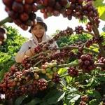 Exportaciones agroforestales y acuícolas aumentan más del 14% en el primer semestre