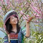 Duraznos en plena floración atraen a visitantes a la provincia de Lai Chau