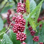 Exportaciones de café de Vietnam alcanzan 5,45 mil millones de dólares