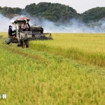 Actualidad semanal: Vietnam es uno de los países líderes en autosuficiencia alimentaria a nivel mundial