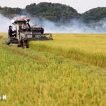 Actualidad semanal: Vietnam es uno de los países líderes en autosuficiencia alimentaria a nivel mundial