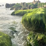 Fenómeno natural tiñe de verde la playa Co Thach-Binh Thanh