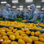 Procesamiento de productos de mango para exportación en una fábrica de la compañía B'LaoFood en la ciudad de Bao Loc, provincia de Lam Dong. (Foto: VNA)