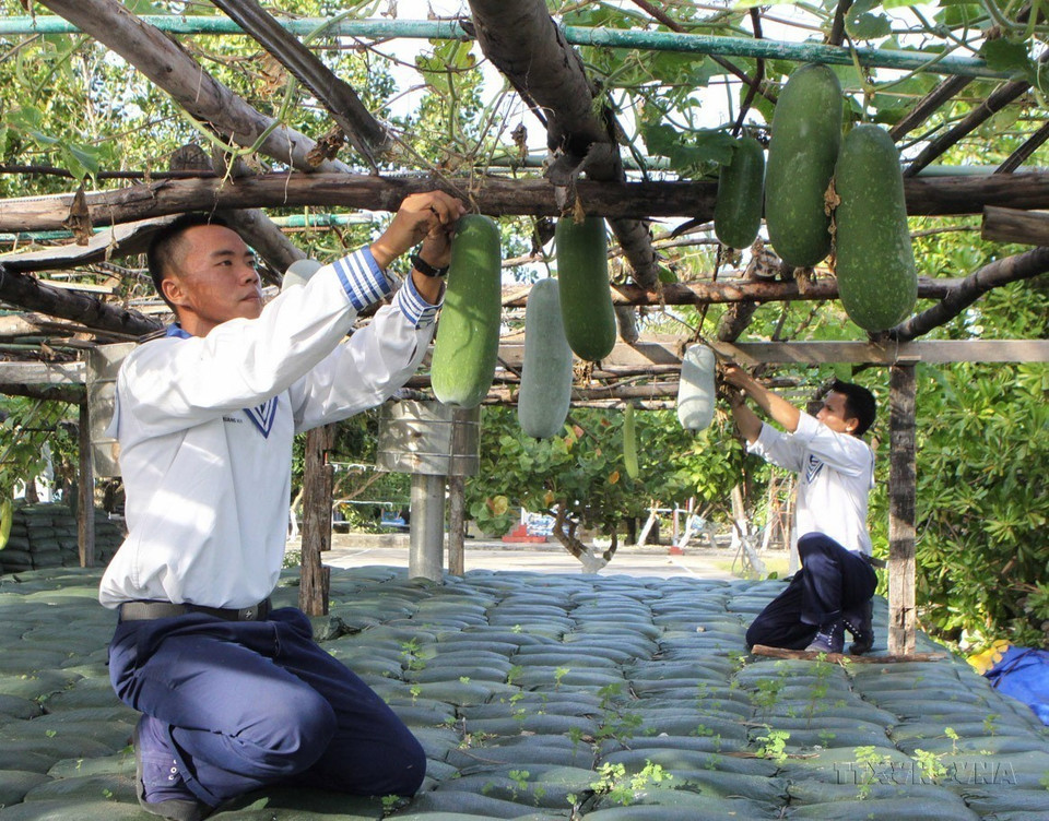 Además de la tarea de entrenamiento para estar preparados para luchar y proteger la soberanía del mar y las islas, los soldados de la isla Nam Yet también aumentan la producción y mejoran sus vidas. Foto: Duong Giang - VNA