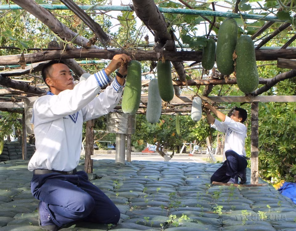Además de la tarea de entrenamiento para estar preparados para luchar y proteger la soberanía del mar y las islas, los soldados de la isla Nam Yet también aumentan la producción y mejoran sus vidas. Foto: Duong Giang - VNA