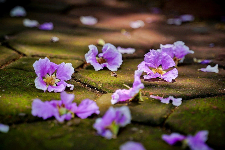 Después de unas pocas lluvias de verano, los pétalos de las flores se desvanecieron y se fueron cayendo gradualmente. Foto: Khanh Hoa - VNA