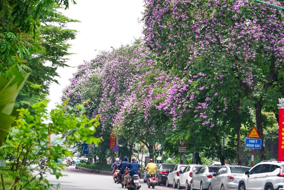 Flores brotan a lo largo de la calle Kim Ma. Foto: Khanh Hoa - VNA