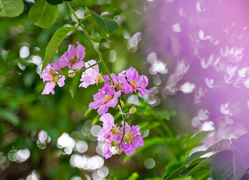 Los pétalos de las flores son delgados y livianos, a menudo de color púrpura, rosa o blanco pálido. Foto: Khanh Hoa - VNA