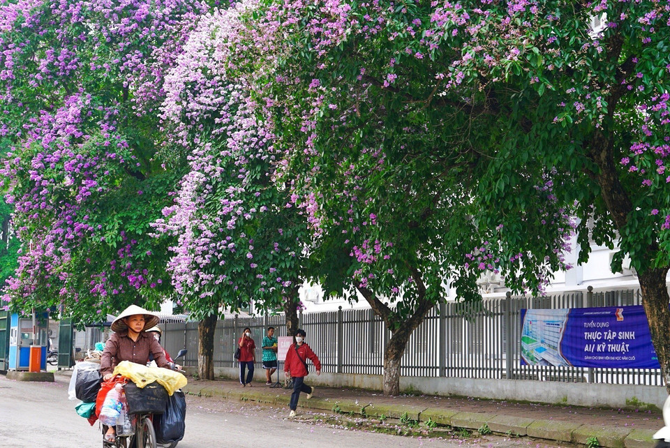 La flor de reina brota, lo que indica la proximidad de los días más brillantes del verano. Foto: Khanh Hoa - VNA