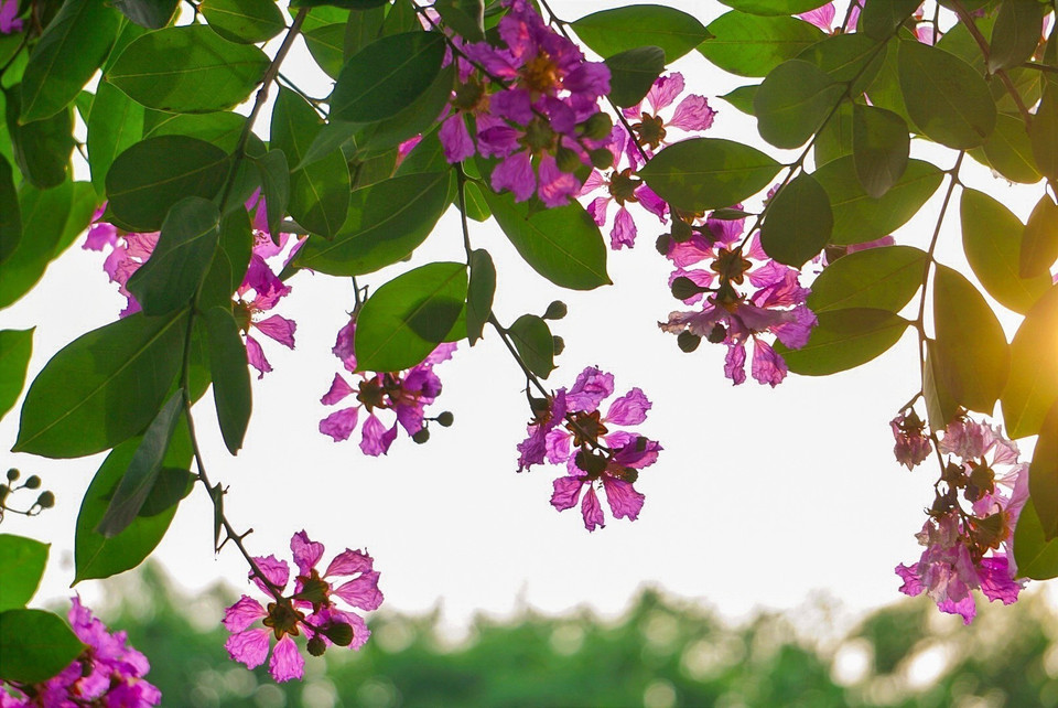 Además del color púrpura principal, las flores también ostentan colores blanco y rosa. Foto: Khanh Hoa - VNA