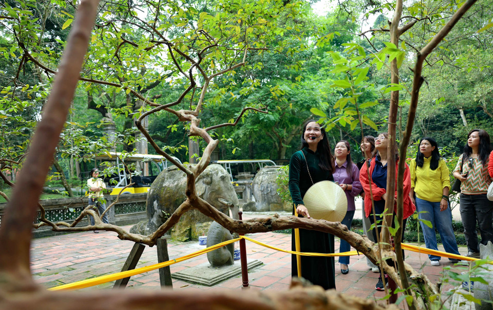Lam Kinh también atrae a los turistas con leyendas emocionantes, como la del árbol de guayaba risueño, que cuenta que cuando los visitantes tocan y hacen cosquillas suavemente en el tronco todo el árbol se sacude. (Fuente: VNA)