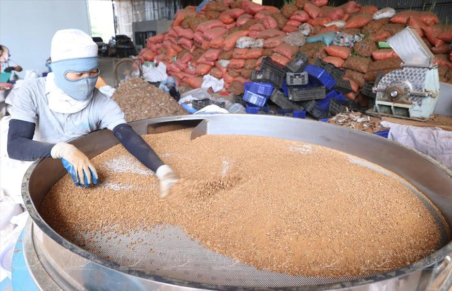 Máquinas para moler canela de varios tamaños en la empresa DACE en el distrito de Soc Son, Hanoi (Foto: VPA/VNA)