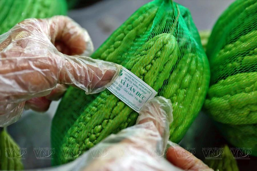 Antes de llegar al mercado, todas las frutas y verduras de la Corporativa Van Duc cuentan con una etiqueta de trazabilidad clara. (Foto: VNP/VNA)