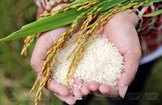 Desde 2016, la comuna de Tam Hung en el distrito de Thanh Oai ha implementado un modelo estándar VietGAP para producir arroz aromático Boi Khe, que cubre 25 hectáreas y produce de 11 a 12 toneladas por hectárea al año. (Foto: VNP/VNA)