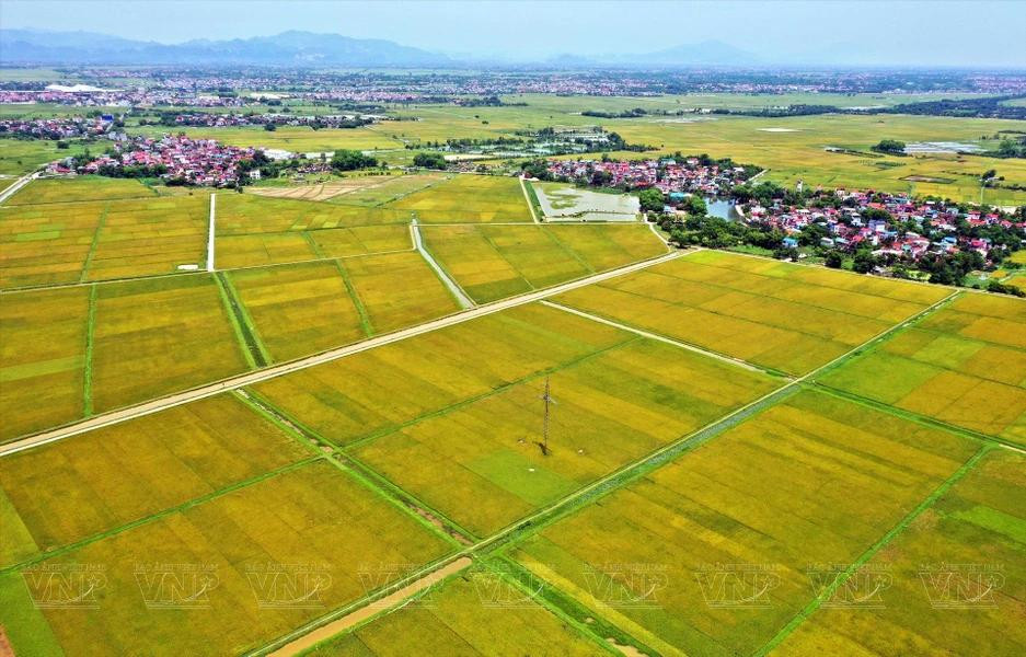 Modelo de cultivo de arroz orgánico de la Cooperativa Tam Hung. (Foto: VNP/VNA)
