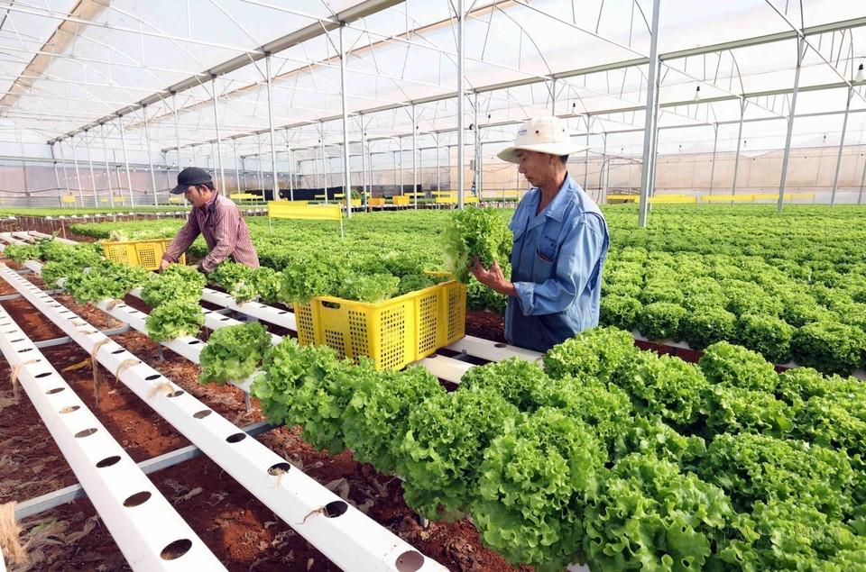 El movimiento de emulación en las actividades de producción y negocios y apoyo mutuo para enriquecerse y reducir la pobreza de manera sostenible entre las asociaciones de agricultores de la provincia altiplana de Lam Dong ha conseguido numerosos cambios positivos. (Fuente: VNA)