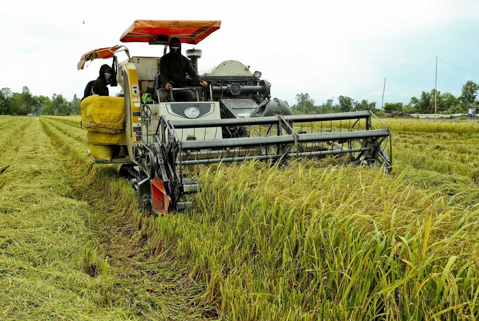 Agricultores de la provincia sureña de Hau Giang implementan el "Modelo inteligente de cultivo de arroz húmedo y seco" en la cosecha de verano-otoño de 2024, generando así mayores rendimientos de granos en comparación con la siembra tradicional. (Fuente: VNA)