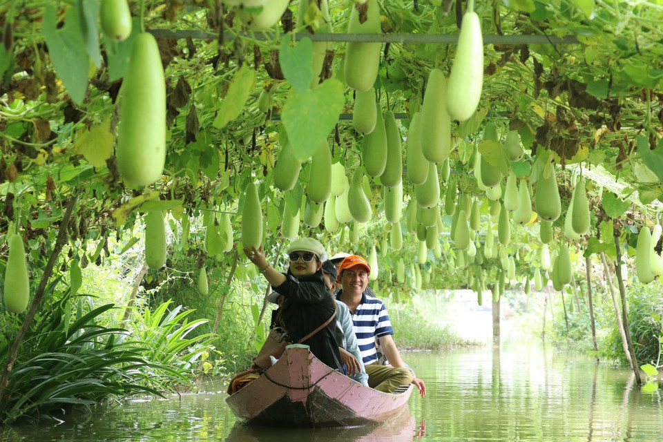 Turistas realizan un viaje en barco para visitar el área de cultivo de calabazas de la zona turística de Tran Ba Chuot, distrito de Lai Vung. (Fuente: VNA)