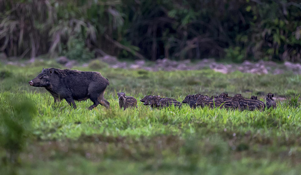 En el Parque Nacional de Cat Tien se conservan jabalíes, ciervos y aves raras. (Fuente:VNA)