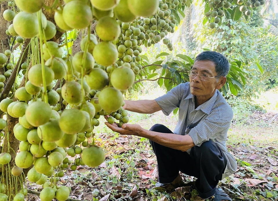 Dang Van Cap, oriundo de la comuna de An Tuong Dong, distrito de Hoai An, provincia central de Binh Dinh, se convirtió en un agricultor multimillonario, gracias al modelo de cultivo intercalado de árboles frutales en una superficie de 12 hectáreas. (Fuente: VNA)