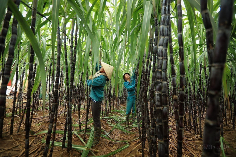 Agricultores del distrito de Cao Phong, provincia norteña de Hoa Binh, cosechan caña de azúcar en el periodo 2023-2024. (Fuente: VNA)