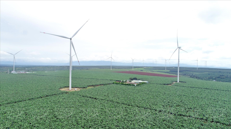 El área de cultivo de plantas de banano para exportación es de casi 400 hectáreas en el distrito de Dak Doa de la Compañía Hung Son. (Fuente:VNA)