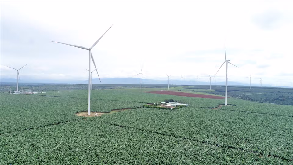 El área de cultivo de plantas de banano para exportación es de casi 400 hectáreas en el distrito de Dak Doa de la Compañía Hung Son. (Fuente:VNA)