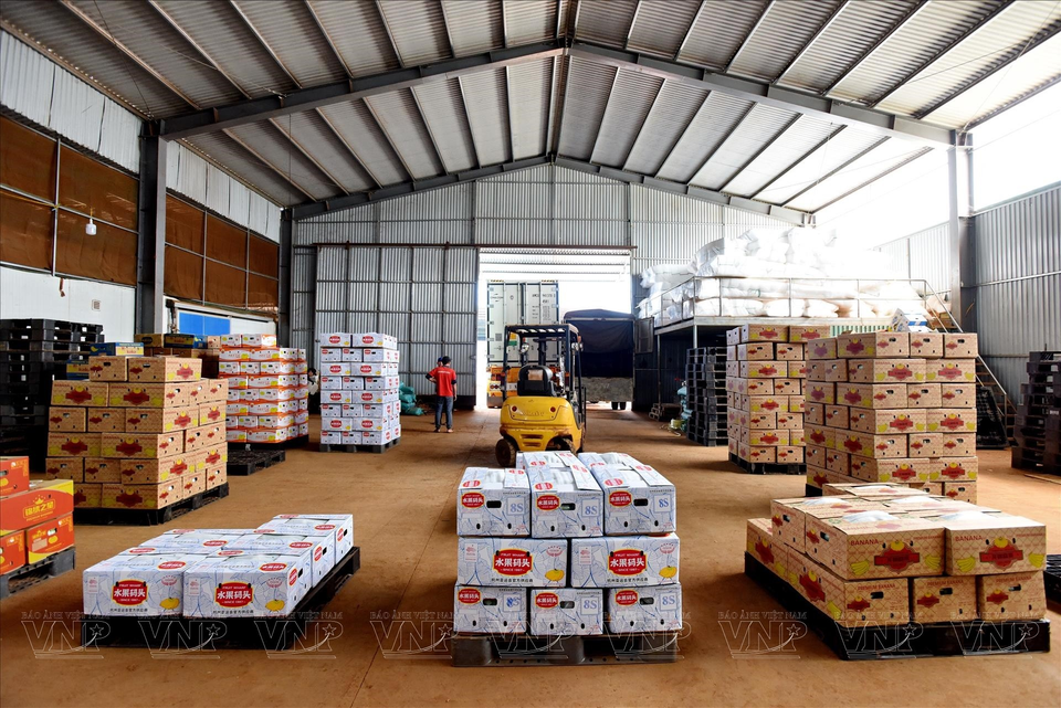 Los lotes de banano terminados se envasan en contenedores refrigerados en aras de transportar a los puertos para la exportación. (Fuente:VNA)