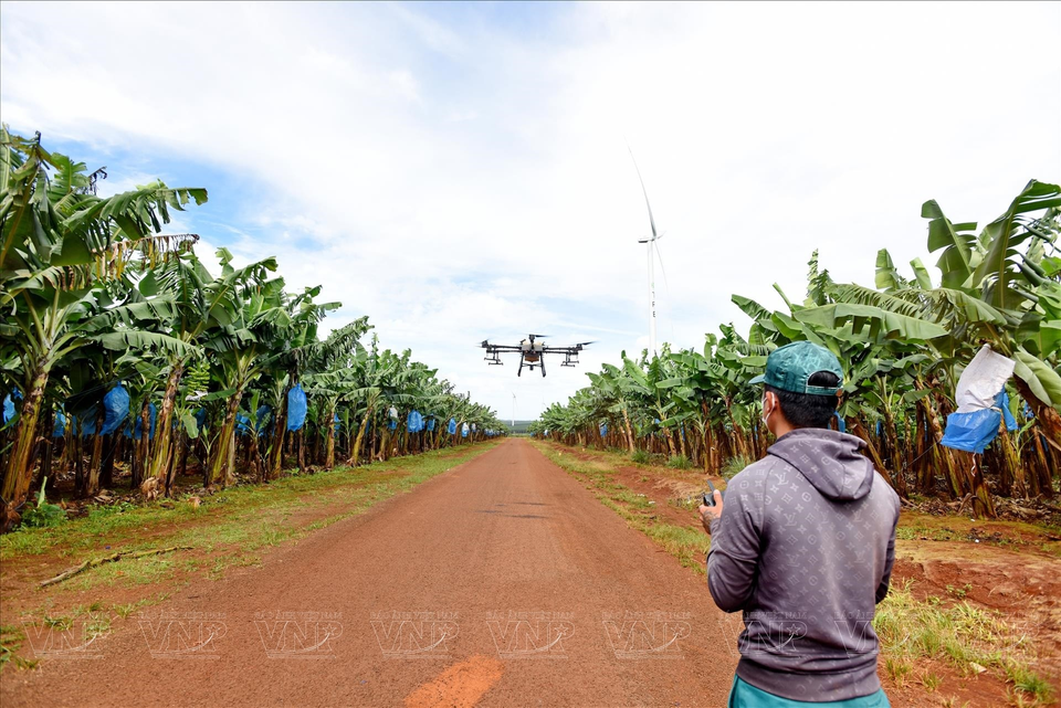 El uso de drones permite una gestión y cuidado eficaz de una gran superficie de cultivo. (Fuente:VNA)
