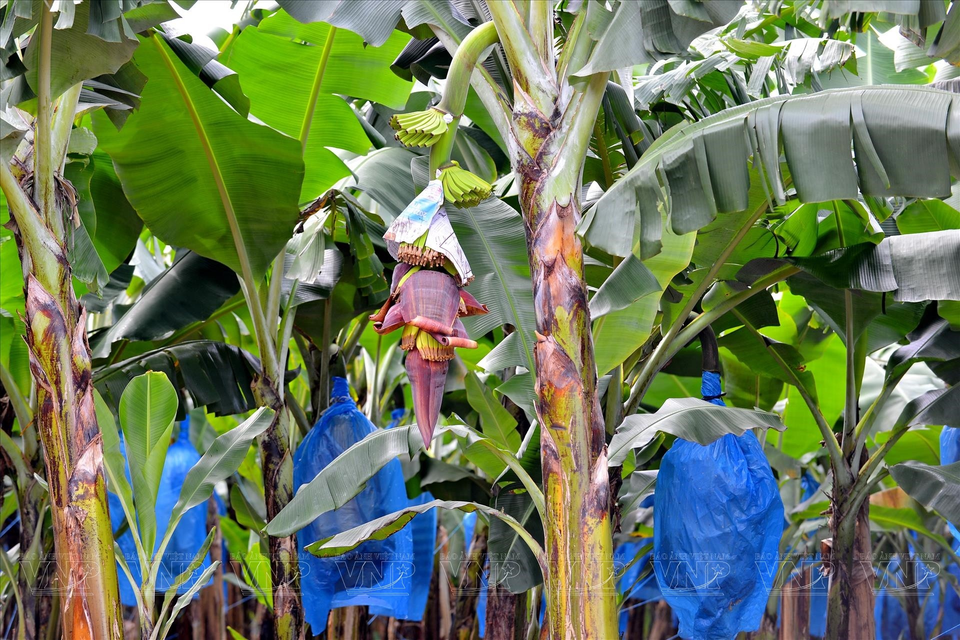 Los árboles de plátano comienzan a florecer cuando tienen aproximadamente un año de edad. (Fuente:VNA)