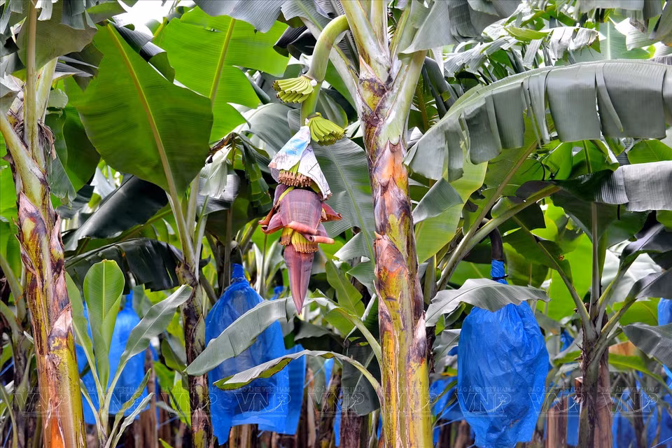 Los árboles de plátano comienzan a florecer cuando tienen aproximadamente un año de edad. (Fuente:VNA)