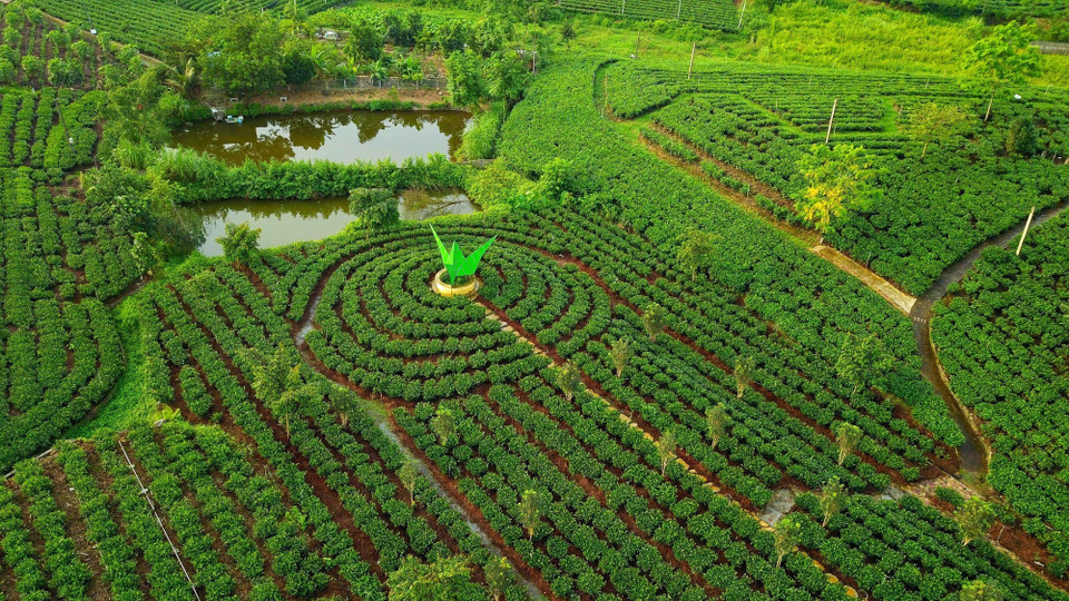 El árbol del té Tan Cuong ha contribuido a cambiar significativamente el rostro de la tierra al oeste de la ciudad de Thai Nguyen, convirtiéndose en una planta de "enriquecimiento" para muchos hogares, generando miles de dólares en ingresos cada año a partir de los negocios de productos procesados a partir del té. (Fuente:VNA)