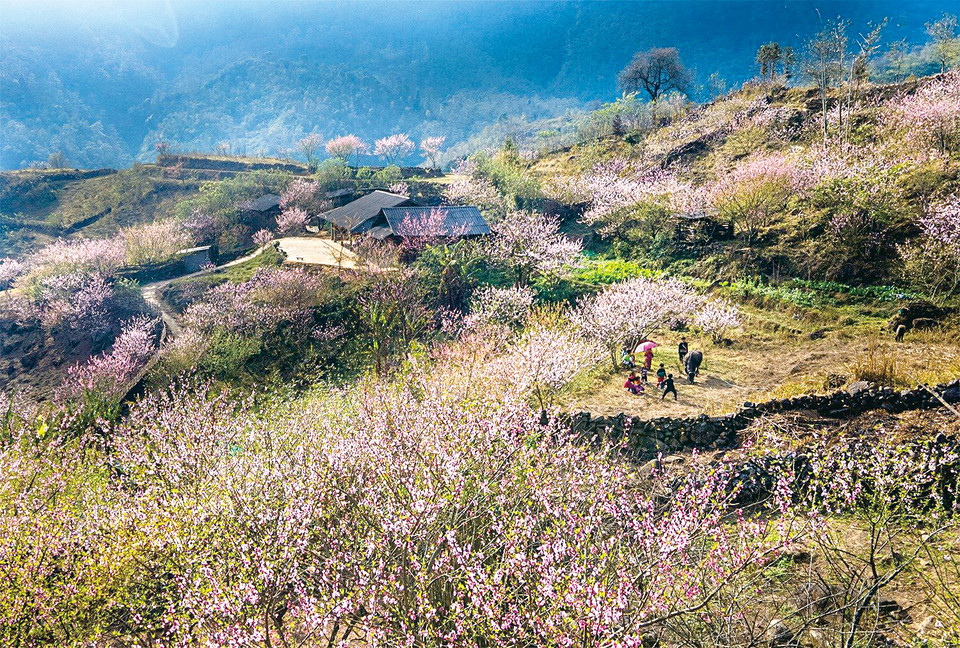 La temporada de flor de durazno en el valle de Muong Hoa. Foto: Pham Bang