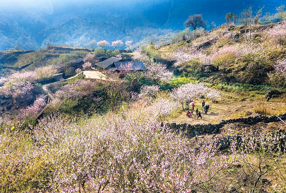 La temporada de flor de durazno en el valle de Muong Hoa. Foto: Pham Bang
