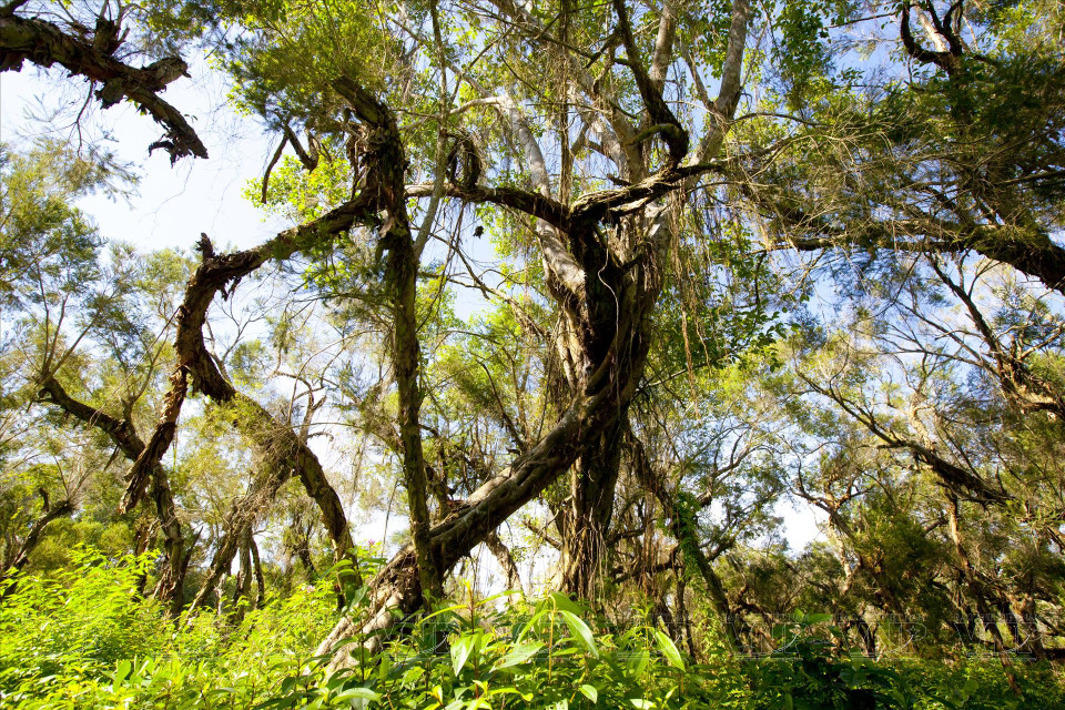 Melaleuca alternifolia, comúnmente conocida como árbol del té de hoja estrecha. (Foto: VNA)