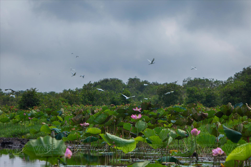 La belleza del estanque de lotos en la granja Dat Phuong Nam inspira a muchos turistas a visitar, tomar fotografías y disfrutar del té de loto. (Foto: VNA)