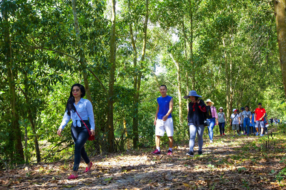 Los turistas caminan para explorar el bosque de cajuput en la zona turística “Campo sin fin”. (Foto: VNA)