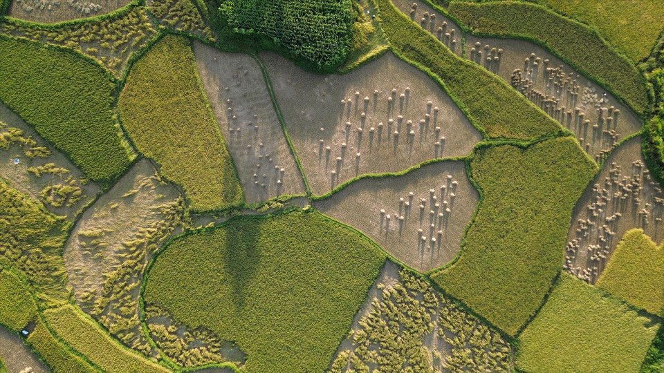 Imagen de la cosecha en los campos en la comuna de Phong Nam. (Fuente: Revista Vietnam)