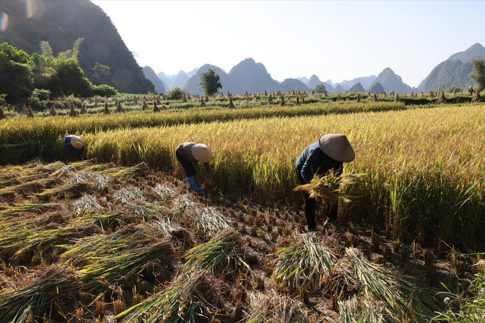 Los agricultores de la comunidad minoritaria Tay cosechan arroz en los campos en la comuna de Phong Nam. (Fuente: Revista Vietnam)