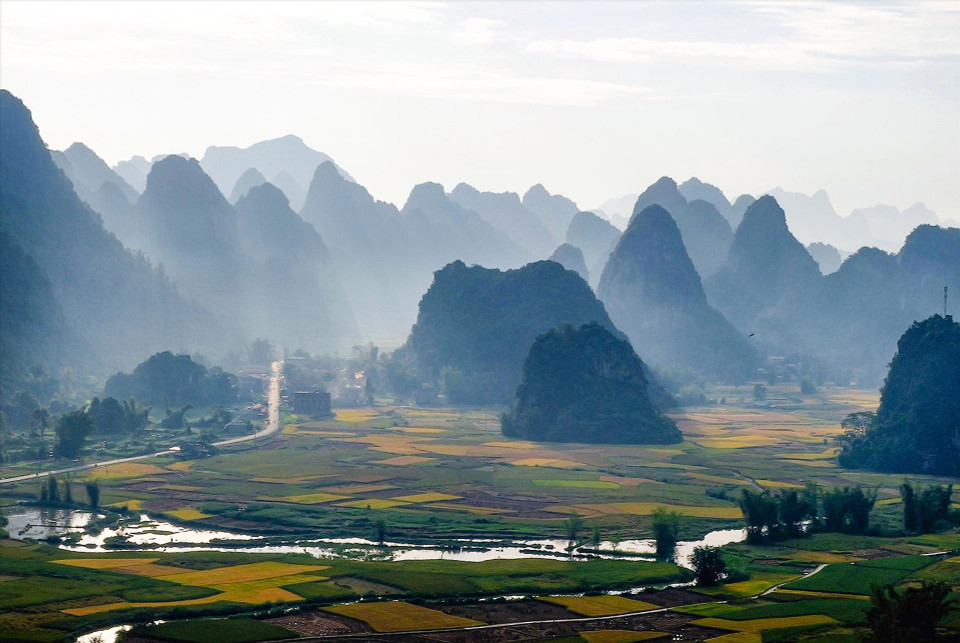 Los campos de arroz “dorados” corren bajo brumosas montañas de piedra caliza por la mañana en la comuna de Ngoc Con. (Fuente: Revista Vietnam)