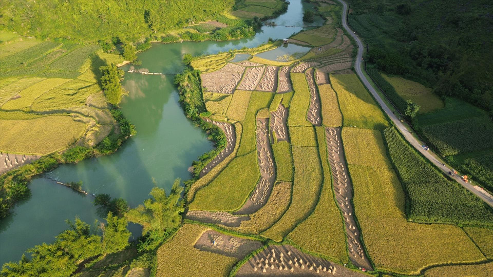 Campos de arroz “dorados” en la comuna de Phong Nam. (Fuente: Revista Vietnam)