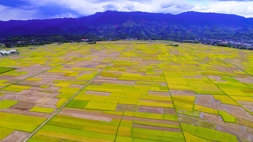 En la temporada de cosecha, vistos desde arriba, el campo Muong Thanh parece paletas de colores vibrantes. (Fuente:VNA)
